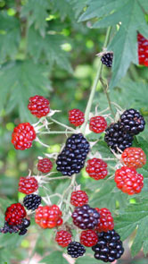 Moras en la zona de Vega Valdavia